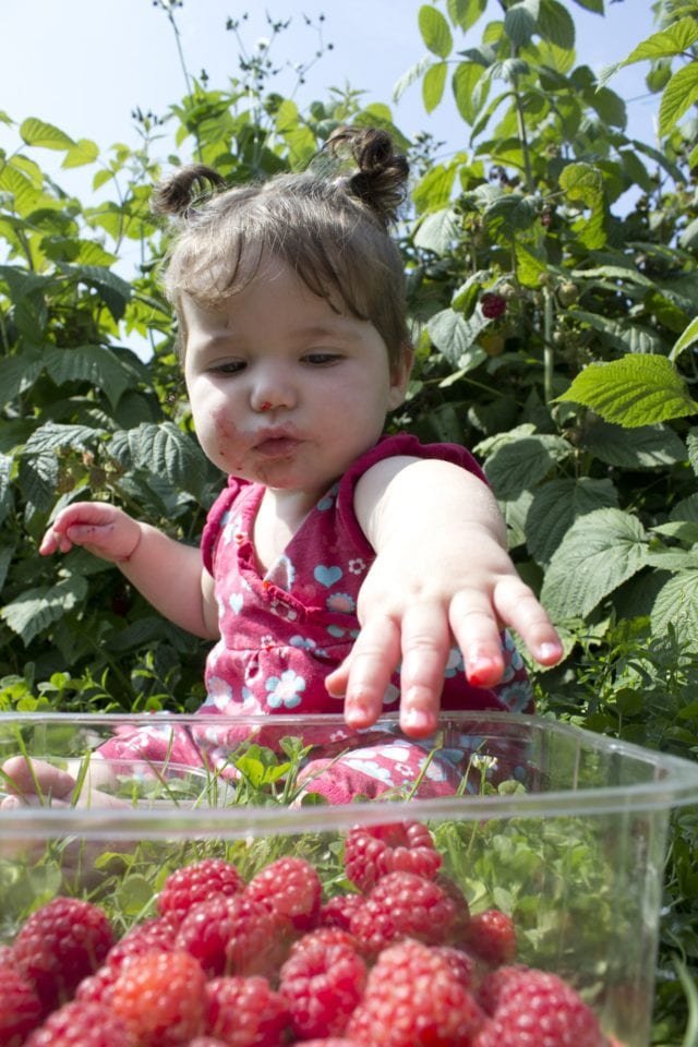 Petite fille mangeant des framboises